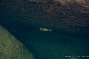 Labeotropheus trewavasae 'Higga Reef'